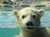 Vicks, baby polar bear.