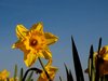 Daffodils