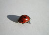 Ladybird