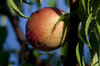 Peaches (France)