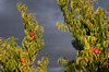 Peaches (France)