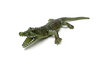 Alligator GRRRRRR.....