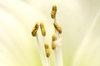 Pollen