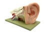 EAR