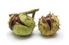 Chestnut