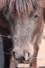 Pony 2