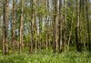 Birch and Meadow