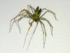 arachnophobia 6