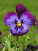 purple pansies