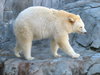 white bear
