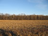 harvested field
