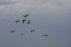 geese in flight
