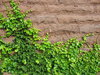 stone and ivy