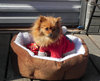 cute dog