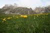 Mountain flowers