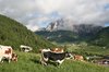 Cows in the mountains
