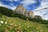 Mountain flower meadow