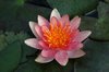 Waterlily