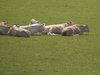 Cows resting