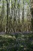 Bluebell woodland