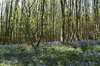 Bluebell woodland