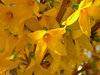 Forsythia