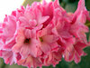 Hyacinths