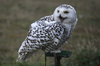 Snowy owl