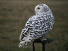 Snowy owl