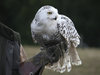 Snowy owl
