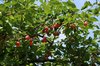 Ripening cherries