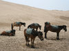 Pack ponies