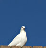 white peace bird
