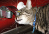 thirsty cat