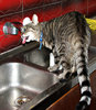 thirsty cat