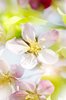 The softest blossoms