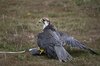 Lanner Falcon