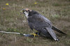 Lanner Falcon