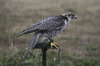 Lanner Falcon