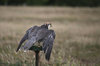 Lanner Falcon