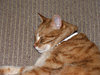 sleepy lounge cat