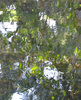 reflection ripples