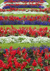 Flower Bed