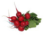 fresh radish