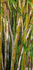 bamboo grove