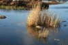 Peat bog