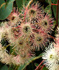 pink gum tree blossoms