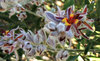 silky wildflower