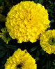 garden marigolds