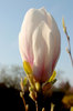 Magnolia